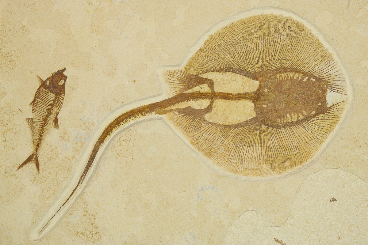 Fossil Stingray From Green River Formation Fossil Stingray From Green River Formation
