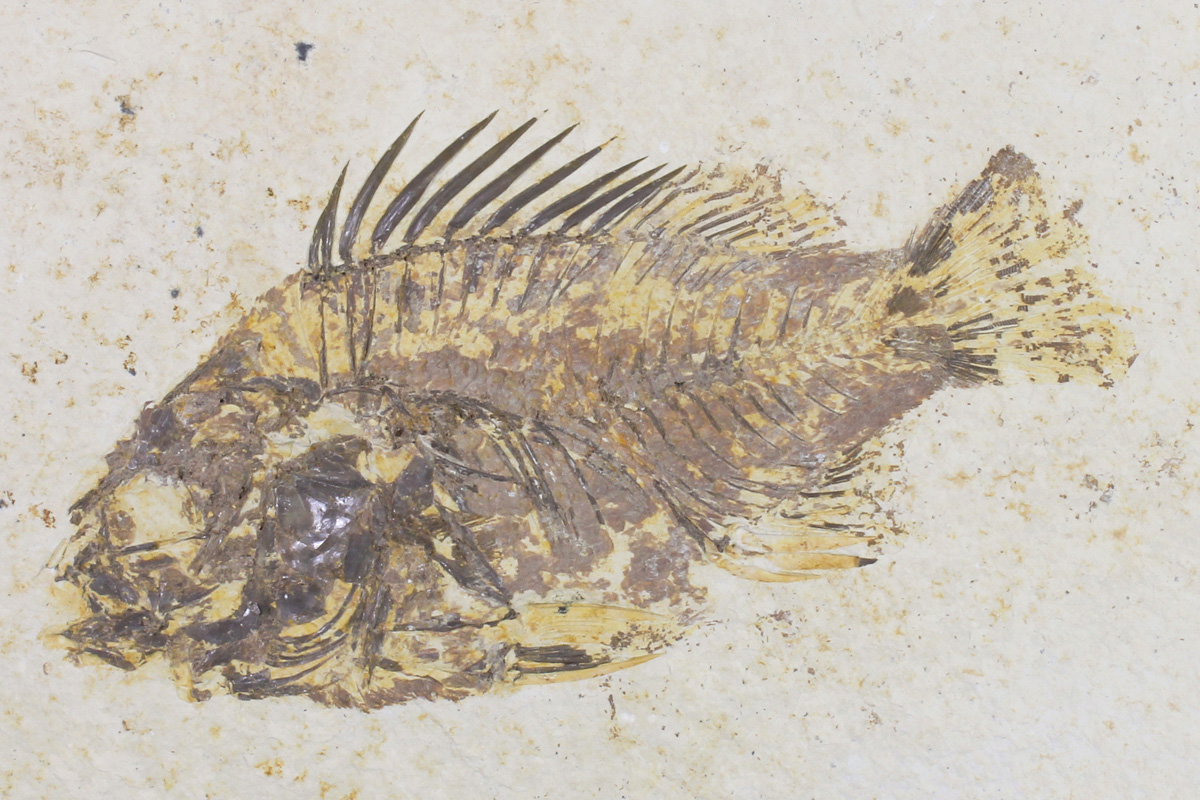 Priscacara Serrata from Green River Formation Priscacara Serrata from Green River Formation